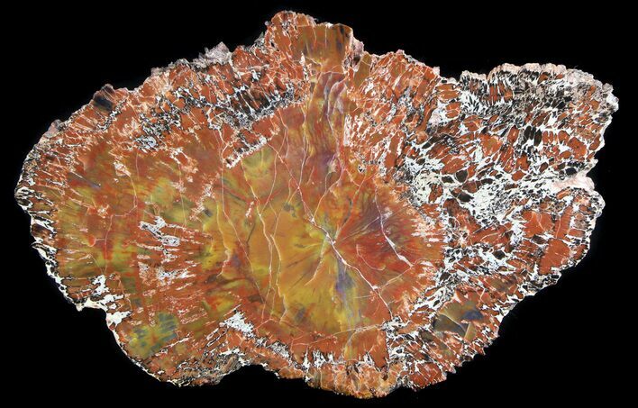 Vibrant, Red Arizona Petrified Wood Slab - #36549